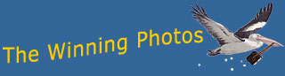 The Winning Photos